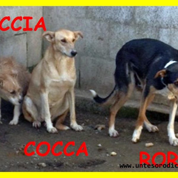 Cocca2